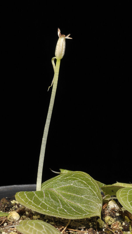 Corybas pictus in fruit.
