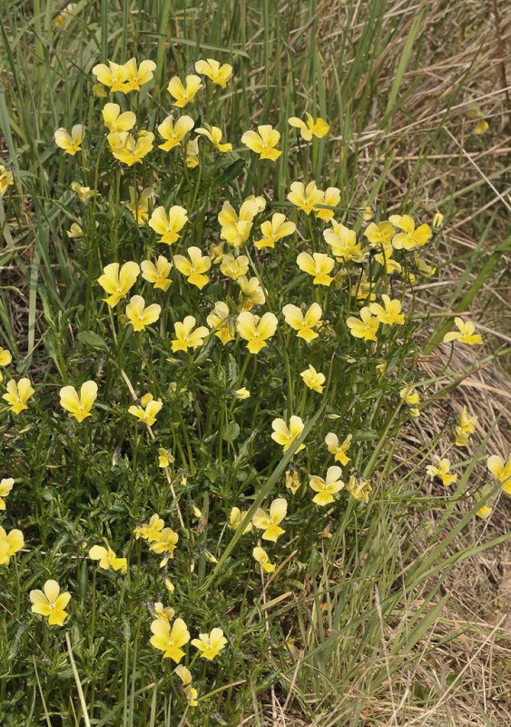Viola lutea subsp. calaminaria. Big clump.