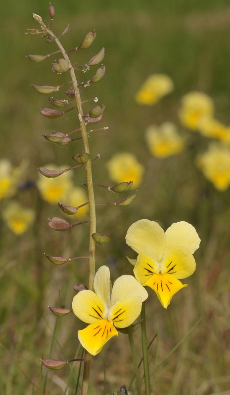 Viola lutea subsp. calaminaria with Thlaspi caerulescens.