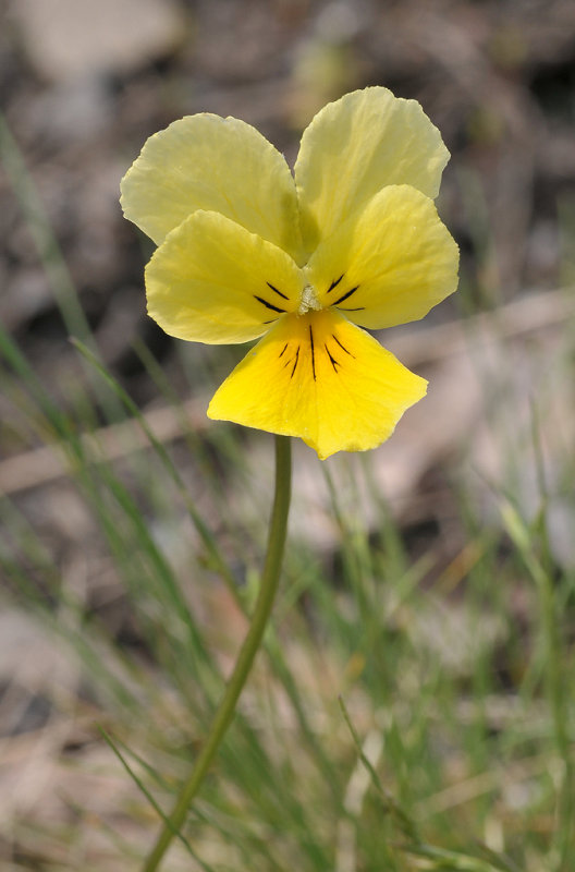 Viola lutea subsp. calaminaria. Close-up.