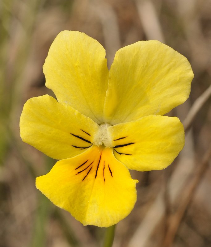 Viola lutea subsp. calaminaria. Close-up.