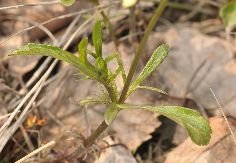 Viola lutea subsp. calaminaria. Detail.