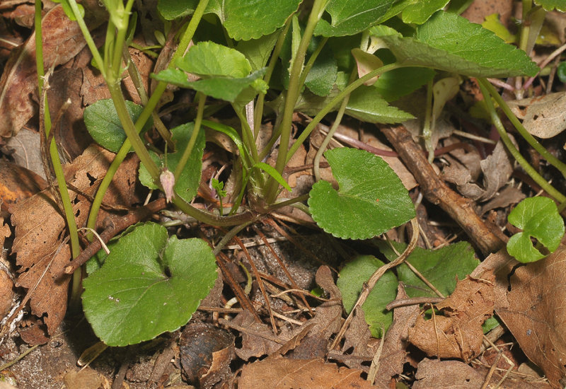 Viola riviniana. basal rosette.