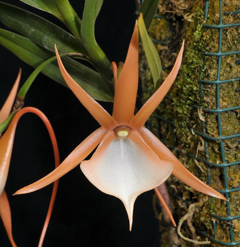 Angraecum viguieri. Close-up.