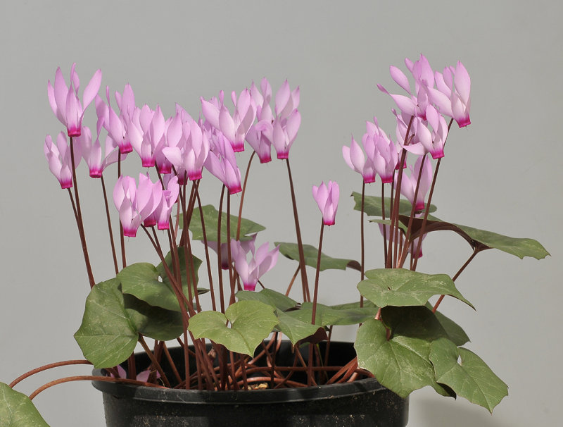 Cyclamen repandum subsp. peloponnesiacum.