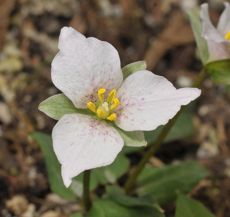 Pseudotrillium rivale. Close-up.
