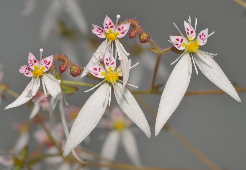 Saxifraga stolonifera. Hikosan Hardy.