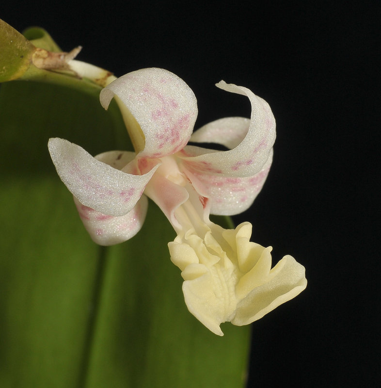Flikingeria spec.