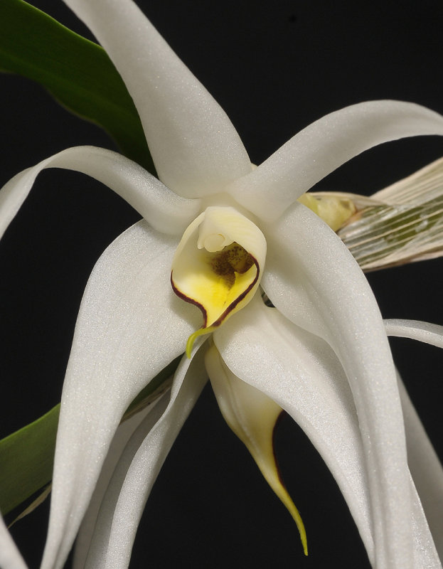 Dendrobium amboinense. Close-up.