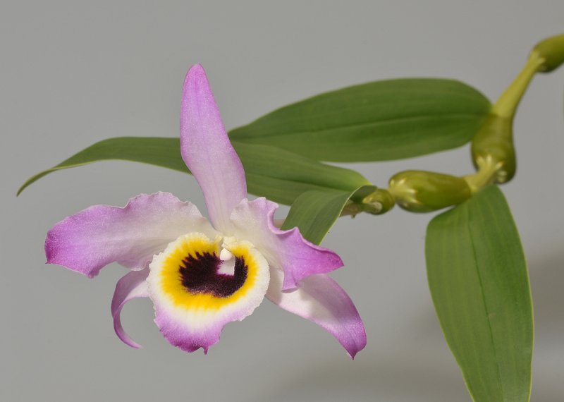 Dendrobium findlayanum. Dark form.