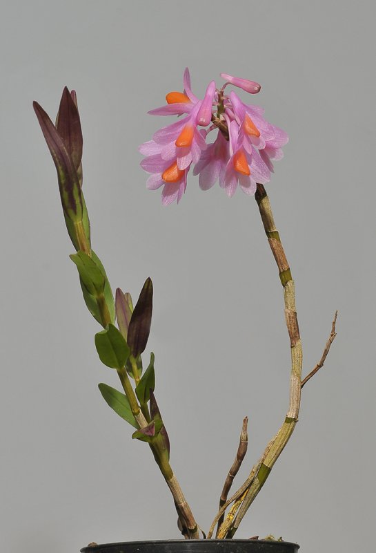 Dendrobium pseudoglomeratum.