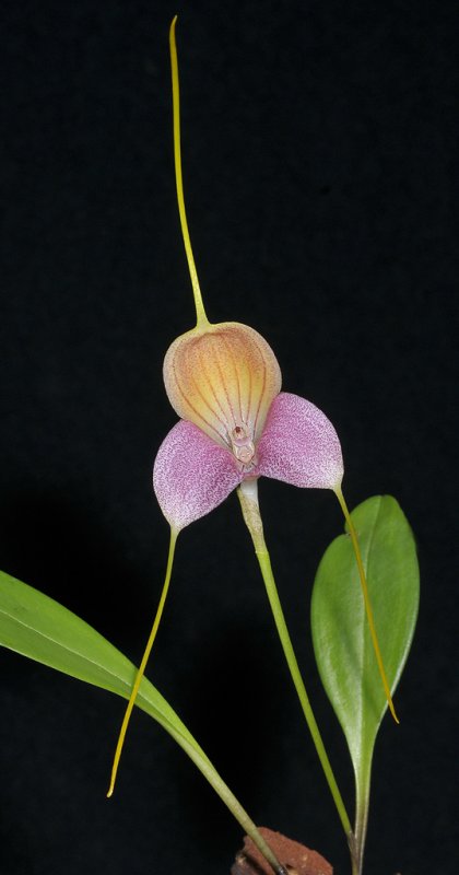 Masdevallia caudata.