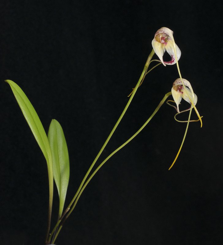 Masdevallia schmidt-mummii.