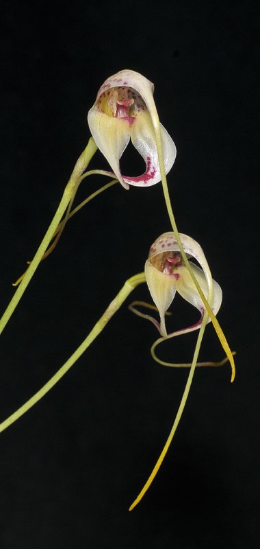 Masdevallia schmidt-mummii. Closer.