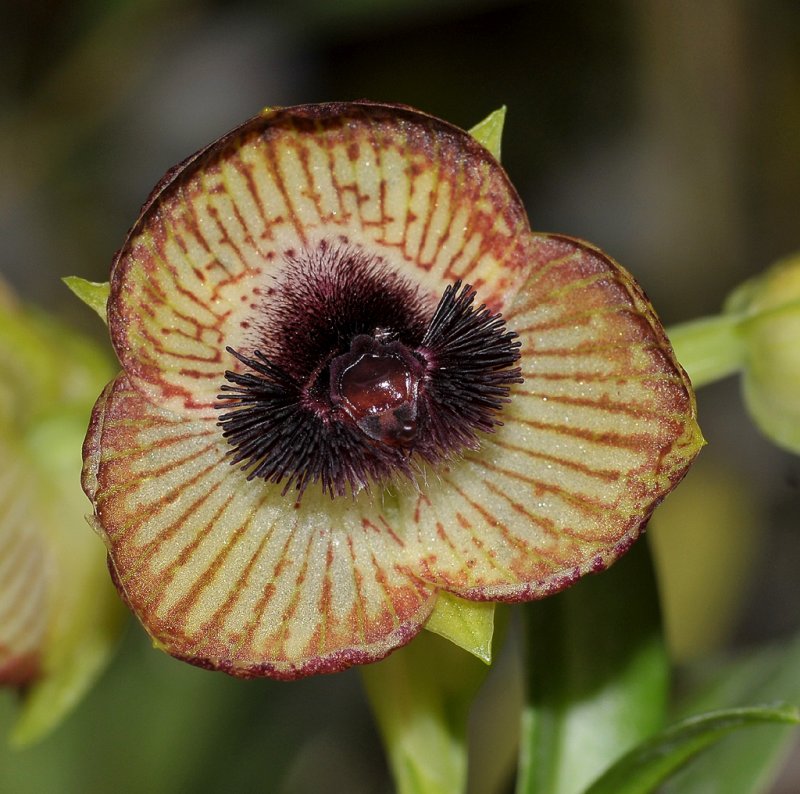 Telipogon 2. Close-up.