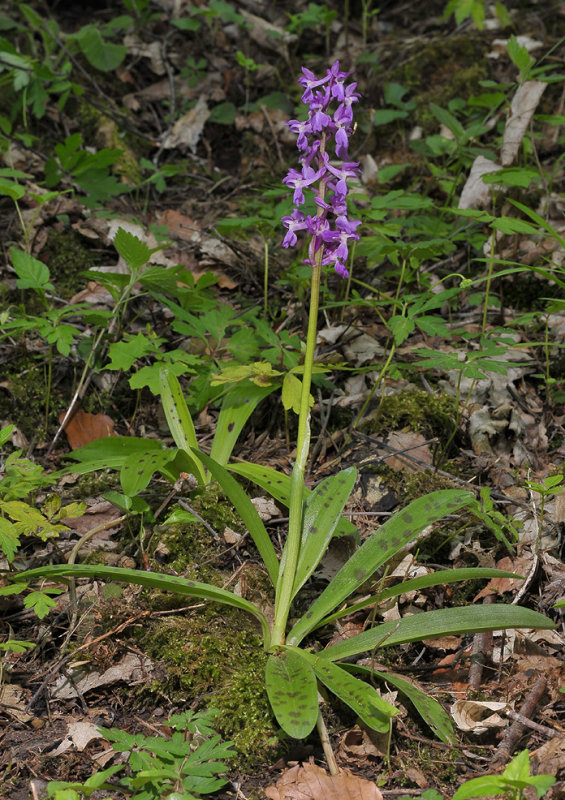 Orchis mascula.