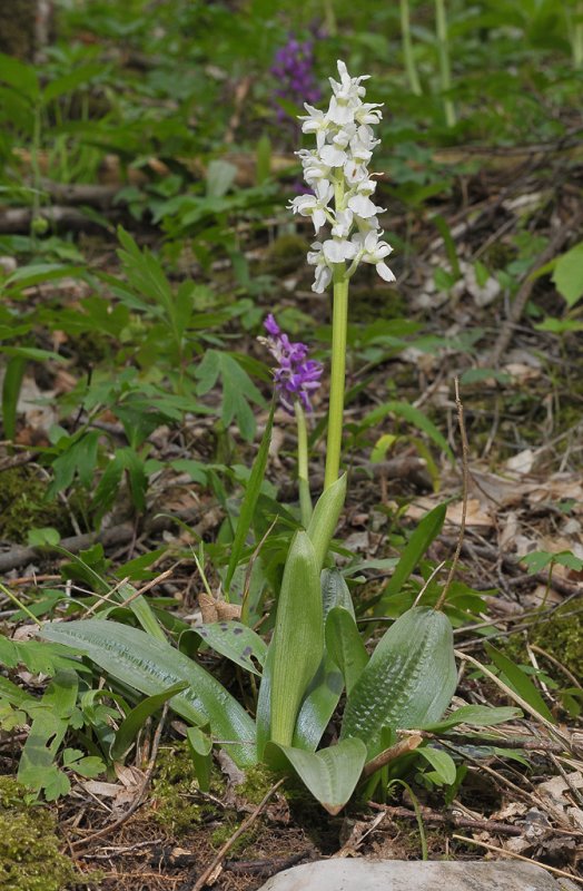 Orchis mascula fma. alba.