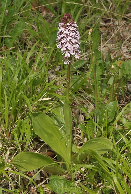 Orchis purpurea.