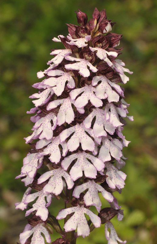 Orchis purpurea. Closer.