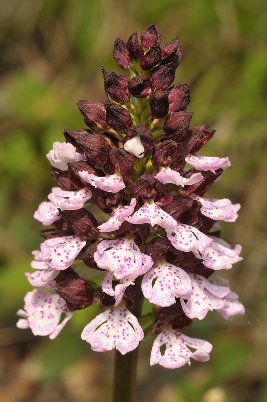 Orchis purpurea. Closer.