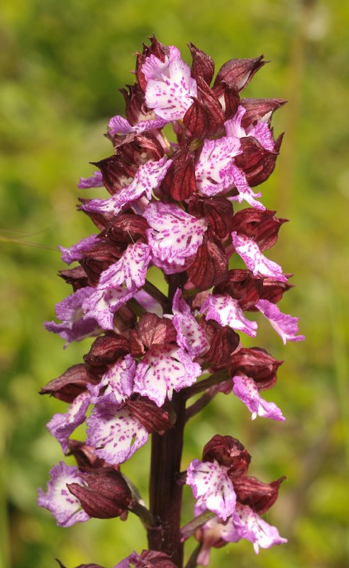 Orchis purpurea. Dark.