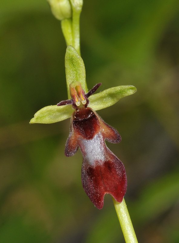 Ophrys insectifera. Close-up.
