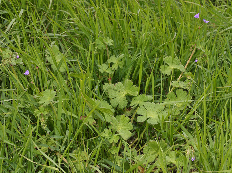 Geranium pyrenaicum.