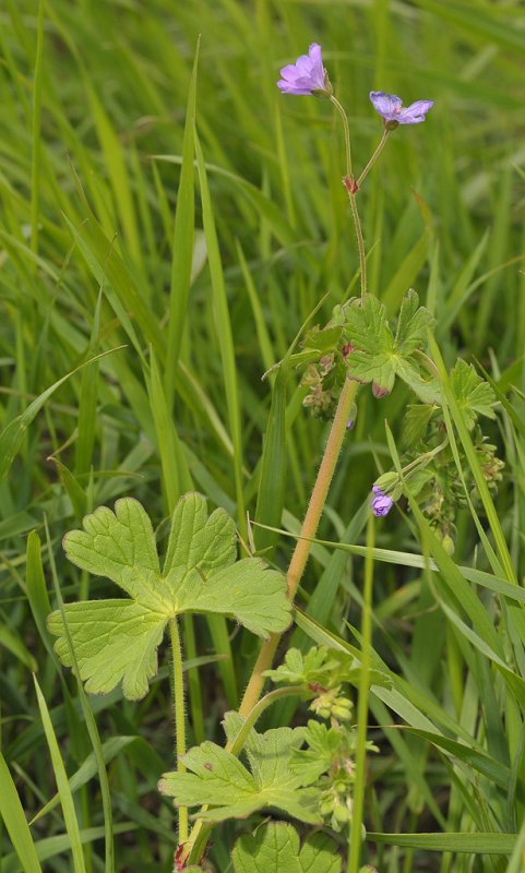 Geranium pyrenaicum. Closer.