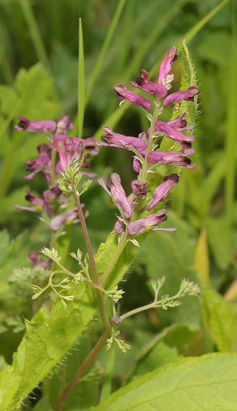 Fumaria officinalis. Closer.
