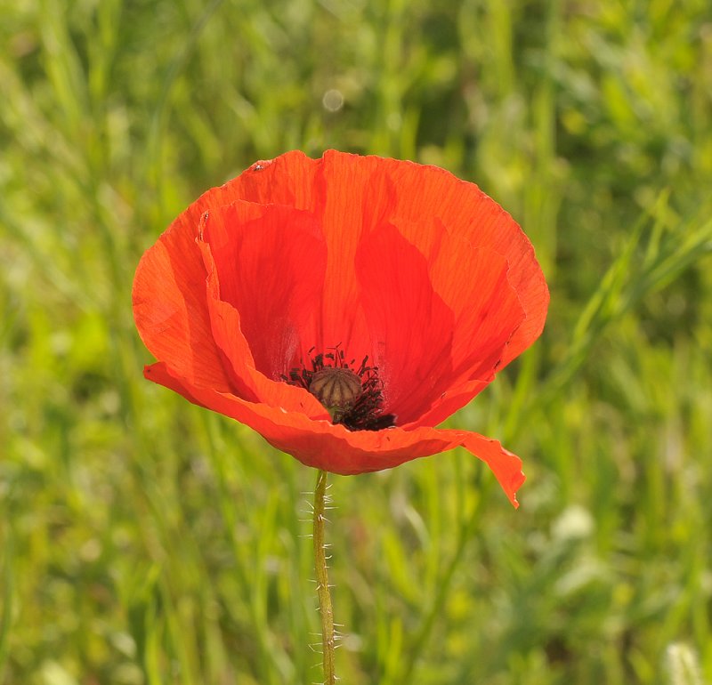 Papaver rhoeas. Closer.