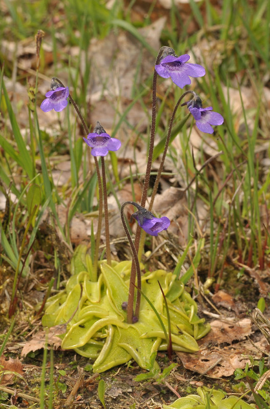 Pinguicula vulgaris.