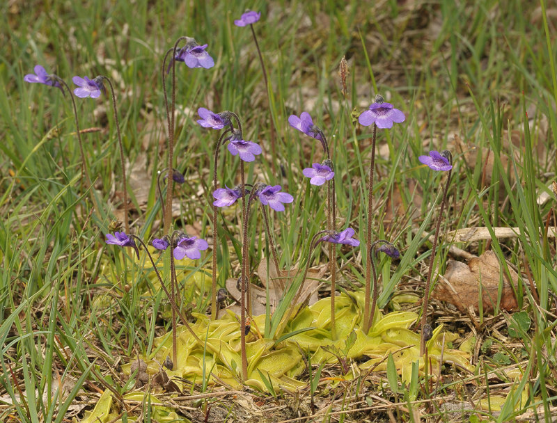 Pinguicula vulgaris. Big clump.