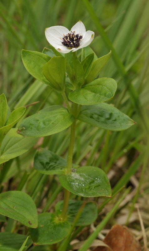 Cornus suecica.