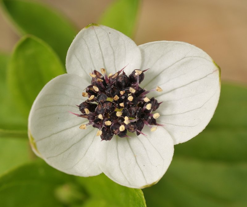 Cornus suecica. Close-up.