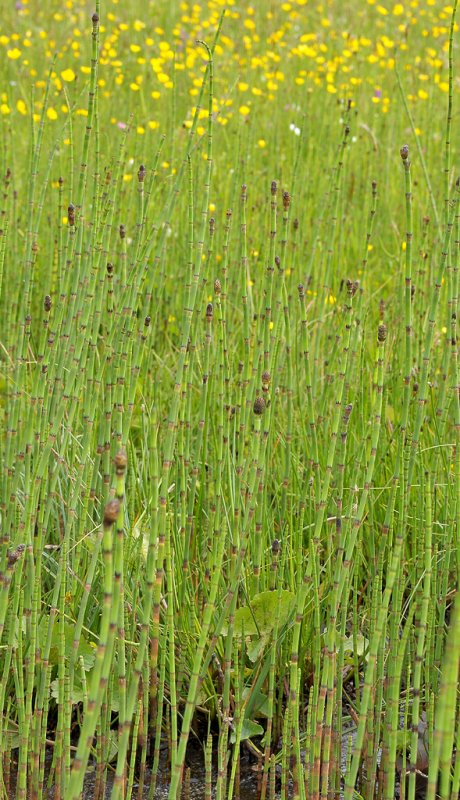 Equisetum fluviatile.