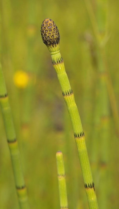 Equisetum fluviatile. Close-up.
