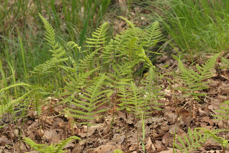 Phegopteris connectilis.