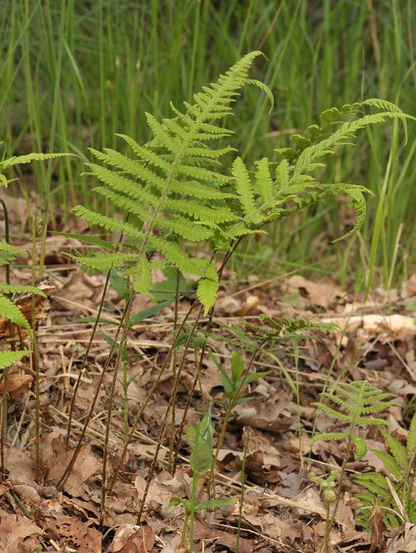 Phegopteris connectilis. closer.
