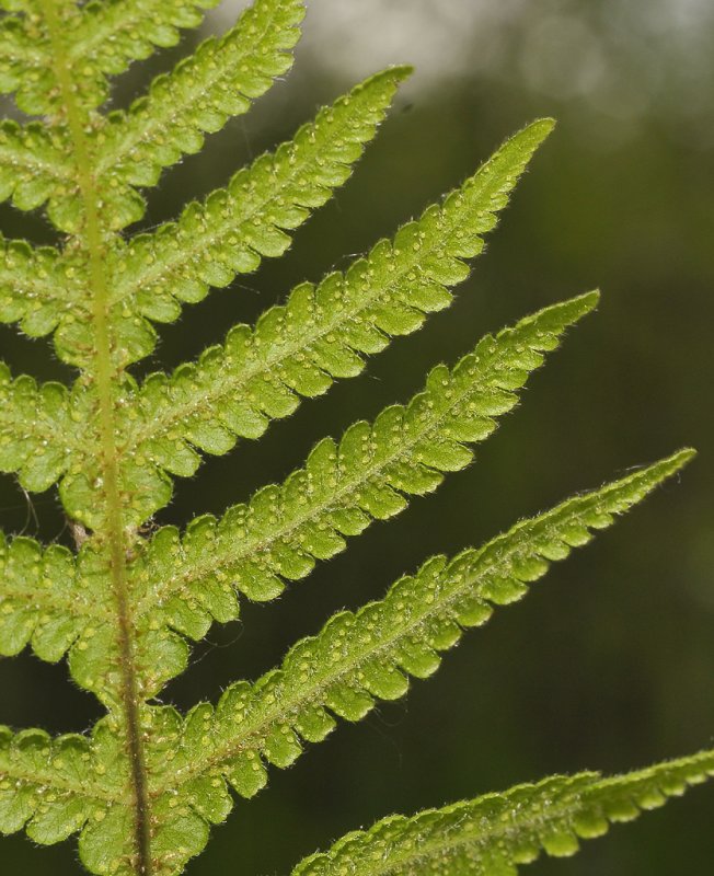 Phegopteris connectilis. Detail.