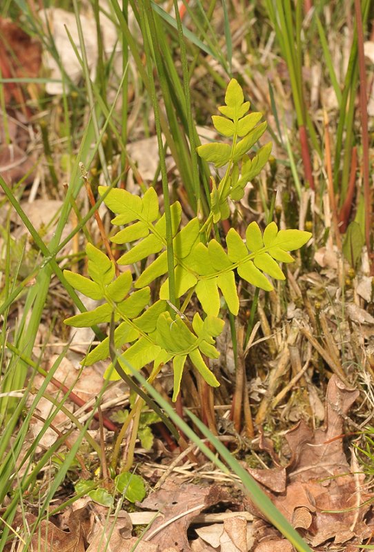 Osmunda. Young plant.