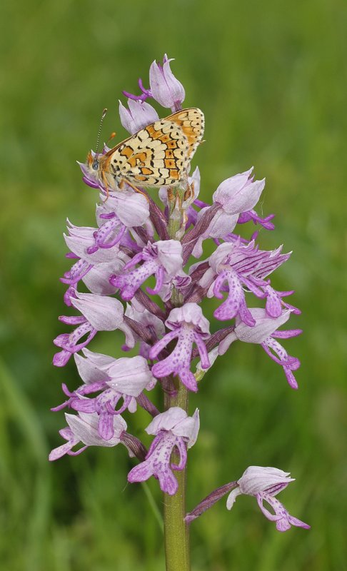 Orchis militaris with Melitaea cinxia.