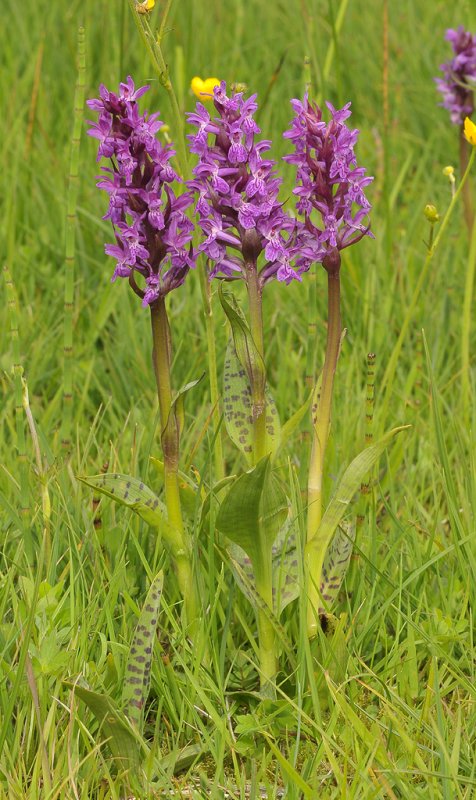 Dactylorhiza majalis subsp. majalis.