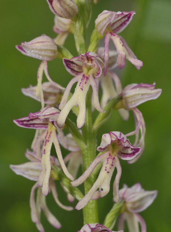 Orchis x spurium. Close-up.