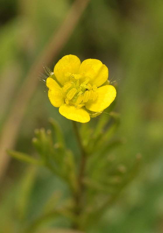 Ranunculus arvensis. Close-up.