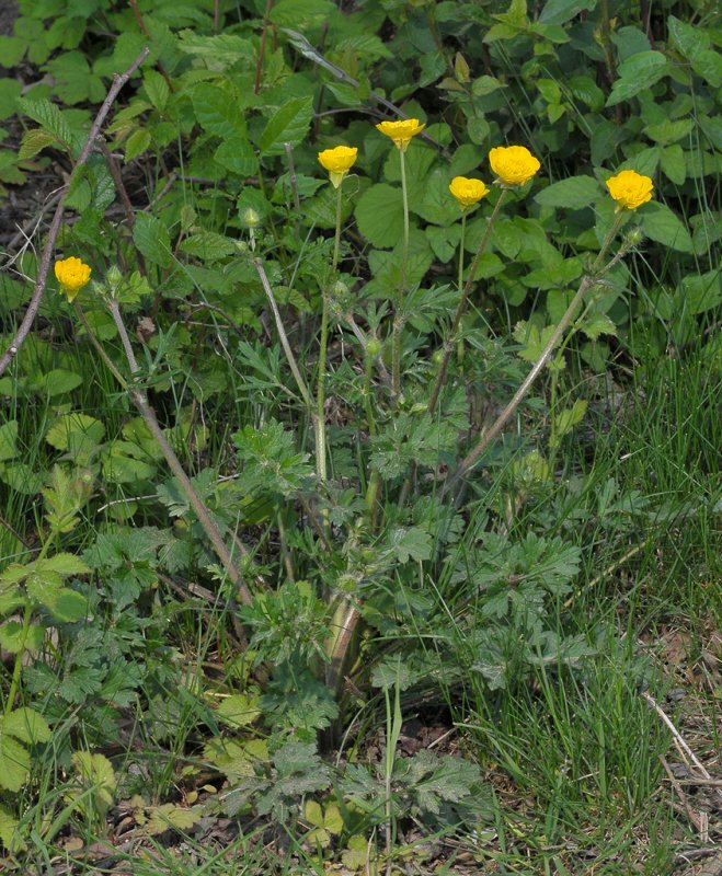 Ranunculus bulbosus.