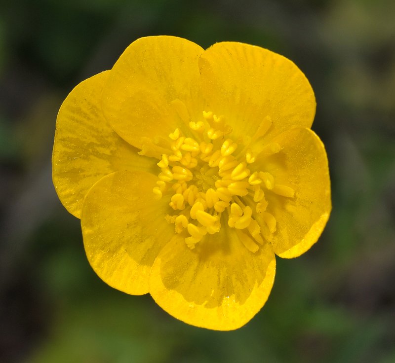 Ranunculus bulbosus. Close-up.