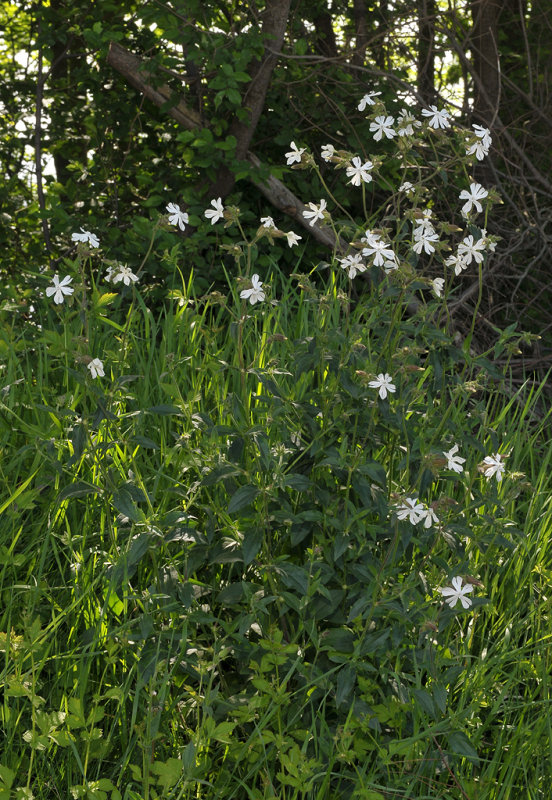 Silene latifolia supsp. alba.