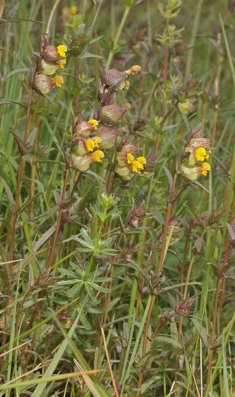 Rhinanthus minor.
