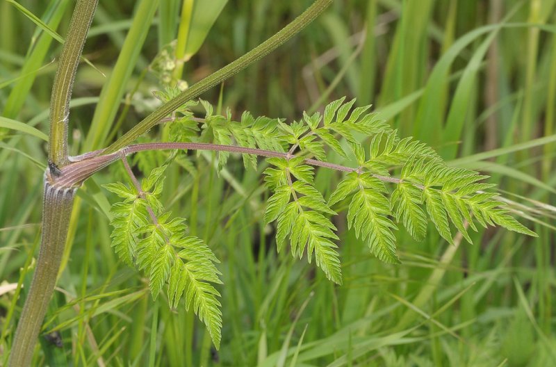 Anthriscus sylvestris. Detail.