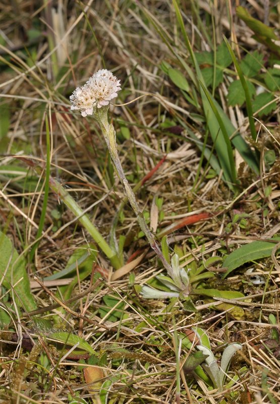 Antennaria dioica. Male plant.